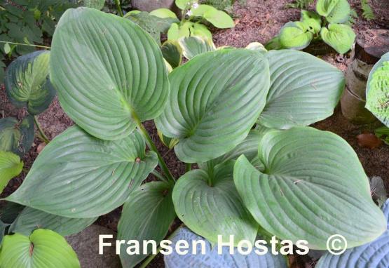 Hosta Green Sheen